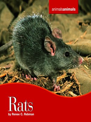 cover image of Rats